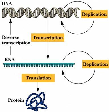 of Biology The central dogma of biology states that the coded genetic information hard-wired into is transcribed into individual transportable