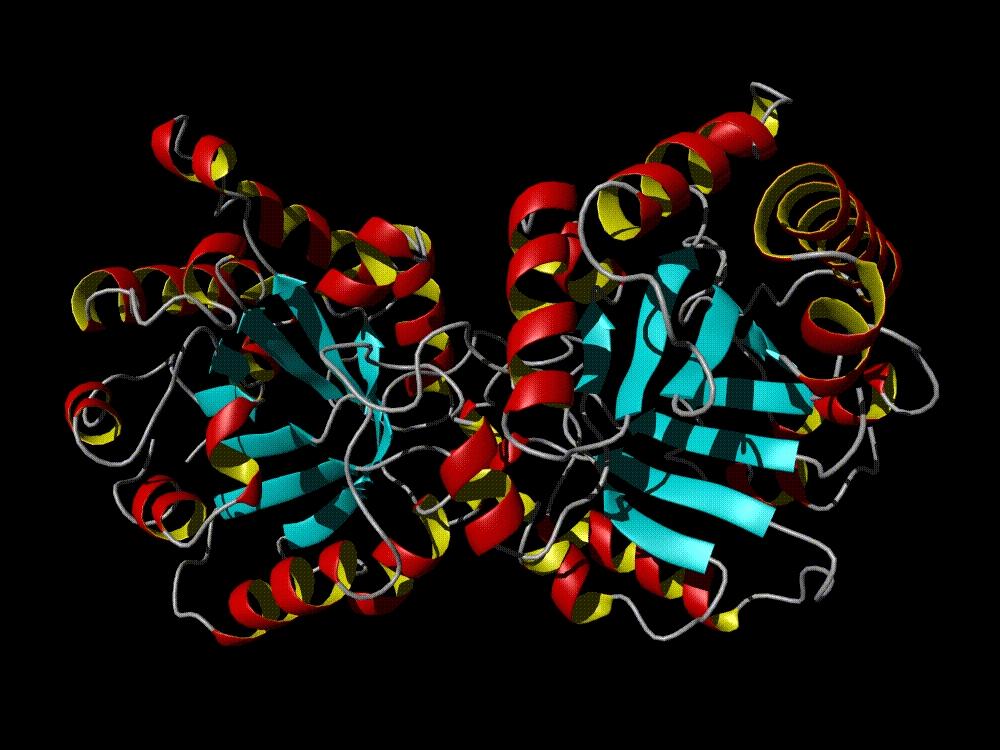 crystal structure of Triose Phosphate Isomerase Dimer
