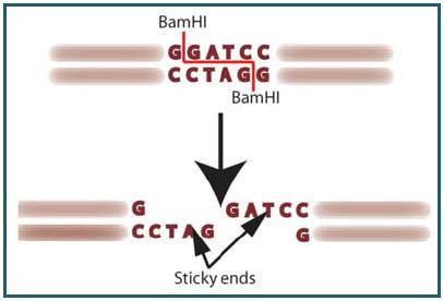 Restriction Enzymes (cont.