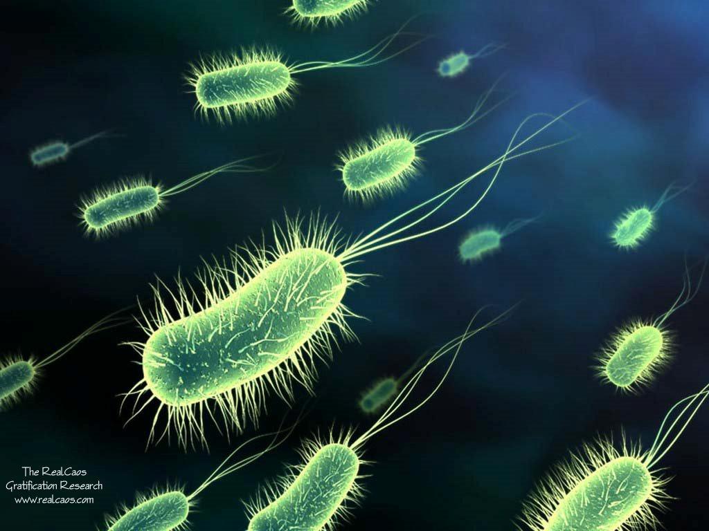 Recombinant bacteria in Bacteria that can: industry: break