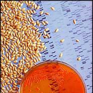 BIOTECHNOLOGY: the use of living organisms or