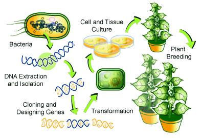 Transgenic plants: Plants that are engineered to: resist