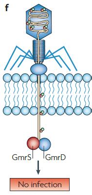 How phage overcome the host s resistance PIC Source :- Nature reviews Microbiology Some E.