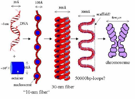 Chromatin and Transcription Chromatin Structure Chromatin Represses Transcription Nucleosome Positioning Histone