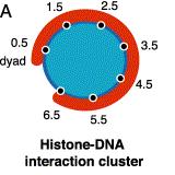 incorporating extra DNA in Nucleosome/DNA intraction a