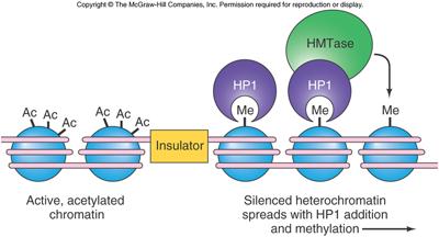 Histone Methylation Histone Code