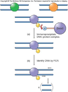 CHIP (Chromatin Immunoprecipitation) Need an antibody specific to some modification