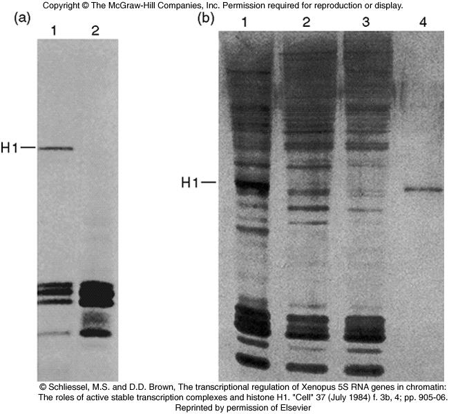 H1 Repression of Pol III Transcription Note: Two versions of 5S gene, somatic and oocyte specific.