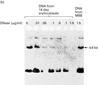 General DNase Sensitivity Globin gene is erythrocyte is more sensitive