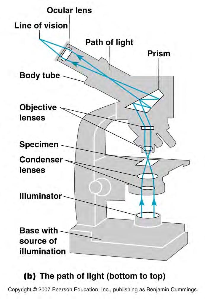Light Microscopy Most common type is the Compound Light Microscope: 3 1) condenser lens focuses
