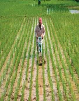SRI - System of Rice Intensification Key Features of SRI: SRI is a whole