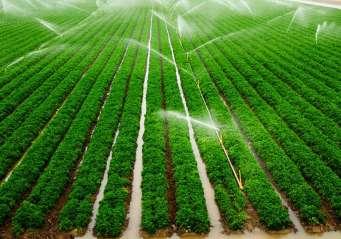 MICRO-IRRIGATION Micro Sprinklers Micro-irrigation applies water and other inputs most efficiently and directly near the root zones of the plants, uniformly and frequently.