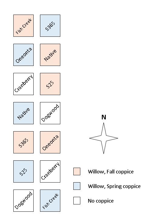 Figure 3.1: Example replicate for the comparison of candidate shrub species for living snow fences. All willows are represented by their common name provided in Table 3.2.