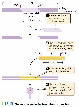 Các vector tạo dòng khác + Cosmid Thiết kế nhân tạo bởi sự kết hợp được ưu điểm plasmid DNA và trình tự cos từ
