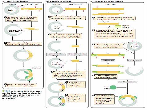 Ưu điểm của Prokaryote 1. Phát triển nhanh 2. Thao tác dễ dàng Tế bào chủ - E.