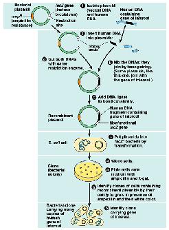 Quá trình tạo dòng một gen ngưới trong một vector tạo dòng là plasmid vi khuẩn có thể được chia thành 5 bước Polycloning site Gen kháng kháng sinh.