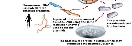 Plasmid tái tổ hợp Tạo plasmid tái tổ hợp Biến
