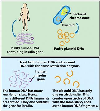 coli Tái tạo dòng (subcloning) Thư viện DNA