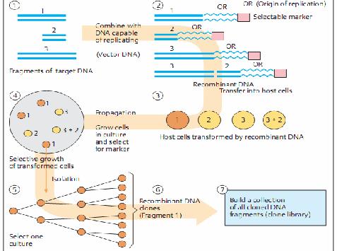 Thư viện bộ gen (Genomic) Thư viện bộ gen của một sinh vật là tập hợp tất cả các trình tự DNA cấu thành bộ gen đã được gắn vào vector.