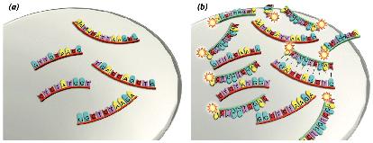 insitu: + Lai khuẩn lạc (colony hybridization): vector là plasmid + Lai plaque (plaque