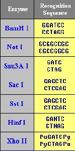 đặc hiệu GGACGCTAGCTGATGAATTCGCATCGGATCCGAATCCGCTCTTTCAA CCTGCGATCGACTACTTAAGCGTAGCCTAGGCTTAGGCGAGAAAGTT GGACGCTAGCTGATG CCTGCGATCGACTACTTAA Enzyme nhận biết 4-, 6- hoặc 8- cặp base, trình tự lặp đảo
