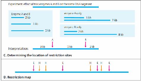 Chúng cho phép cắt nhỏ bộ nhiễm sắc thể khổng lồ ở eukaryote Các RE chủ yếu được sử dụng trong việc tạo dòng với mục đích tạo ra một số lượng lớn các bản sao của một trình tự DNA xác định.