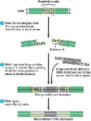 Tái tổ hợp DNA Tái tổ hợp DNA sử dụng restriction enzyme Quan trọng: Để nối hai mảnh DNA lại với nhau chúng phải được cắt bằng một loại enzyme cắt giới hạn Câu hỏi Loại cầu nối nào do DNA Ligase tạo