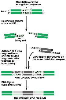 Restriction enzyme và DNA ligase có thể được sử dụng để tạo DNA tái tổ hợp, DNA có thể được cắt nối lại với nhau từ các nguồn khác nhau Tạo dòng (Cloning) có nghĩa là gắn một đoạn DNA (một gen vào