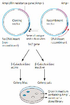 Plasmid Plasmid là những đoạn DNA ngắn (2-5kb) dạng chuỗi xoắn kép, dạng vòng, có thể tự nhân đôi độc lập với DNA bộ gen Có số bản copy cao trong tế bào E.