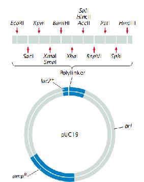 coli có khả năng kháng khi biến nạp thành công nhận được plasmid) Tạo dòng tốt với đoạn DNA 5-10 kb (nhỏ) Rất dễ sử dụng Các loại plasmid Plasmid thế hệ thứ nhất: tìm thấy
