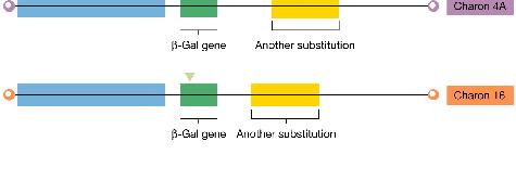 Vector tạo dòng là phage + Bacteriophage vector Được thiết kế để đi vào chu trình tan Tạo dòng tốt với những đoạn DNA lớn (10-23 kb) Phage không dễ thao tác như plasmid Phage được loại bỏ 1/3 bộ gen