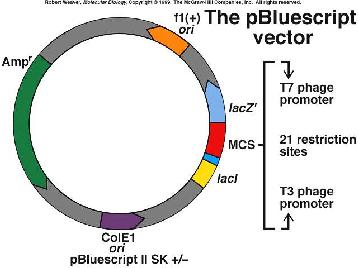 giới hạn + Thực khuẩn thể M13 + Bộ gen mạch đơn có kích thước 6,4 kb + Thường dùng để giải trình tự DNA + Phagemid Kết hợp giữa bacteriophage và plasmid Tạo ra + đóng gói ssdna với sự trợ giúp của