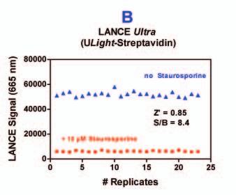 Competition curves performed at the apparent K m for ATP show that the three TR-FRET platforms give virtually identical IC 50 values for staurosporine (ULight-poly-GT: 19 nm; ULight-SA: 26 nm;
