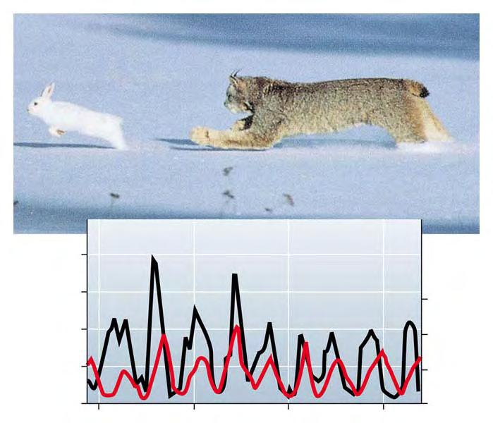 Predator/Prey Population Cycles Predators provide a form of density-dependent environmental resistance: predator numbers increase/decrease in response to prey