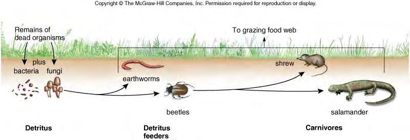 3) Detritus Feeders feed on nonliving organic matter dead organisms, organic waste include the decomposers (mostly bacteria & fungi)