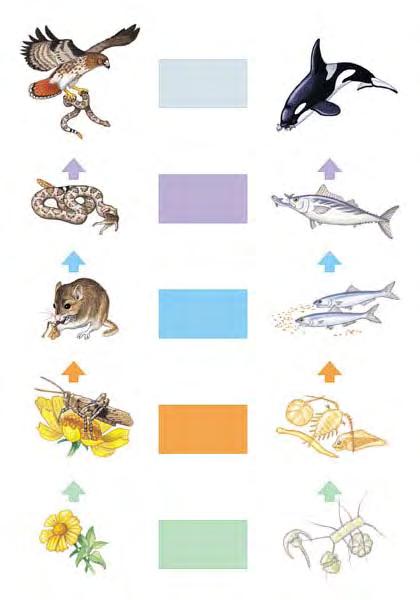 Trophic level Quaternary conusumers Hawk Killer whale Tertiary consumers Terrestrial food chain Snake Mouse