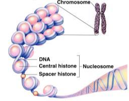 are on chromosomes T.H.