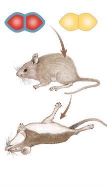 Factor live pathogenic strain of bacteria mice die live non-pathogenic strain