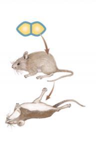 mice live mix heat-killed pathogenic & non-pathogenic bacteria mice die