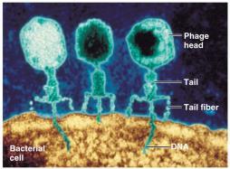 bacteriophages are labeled with radioactive isotopes