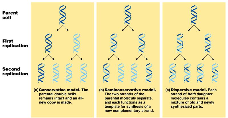 Models of DNA Replication Alternative models so how is DNA copied?