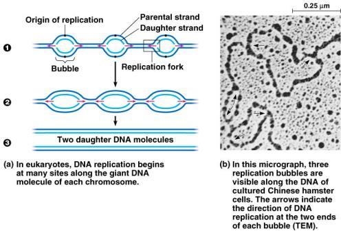 helicase enzyme unwinds part of DNA helix at ori forms replication forks stabilized by