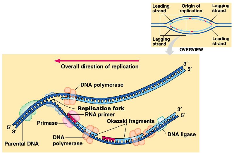 Review DNA polymerase III 1000 bases/second