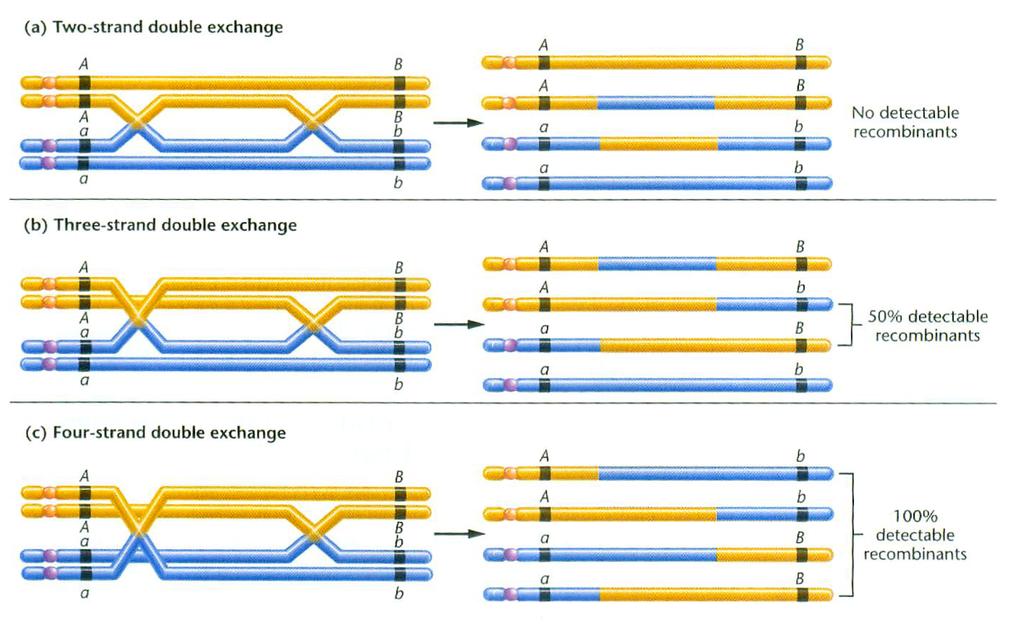 Double c-o a complex picture On average 50% recombinants.