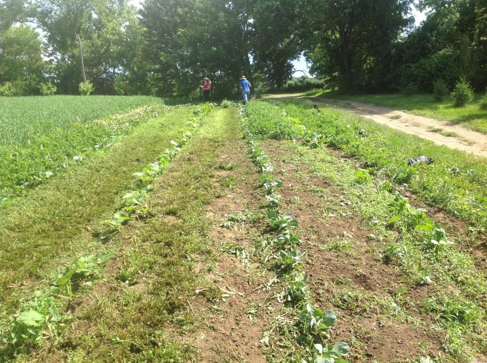 In year 1, more time was spent on the clean cultivated controls as compared to the clover mulch treatments. The difference can be attributed primarily to time spent weeding.