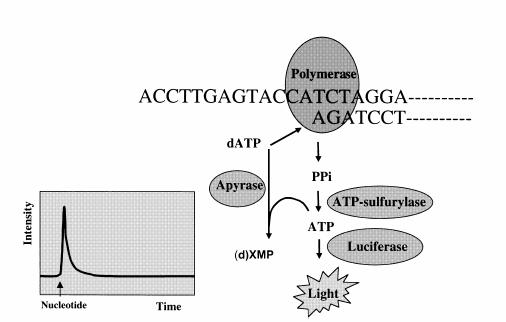 Pyrosequencing Release of pyrophosphate from nucleotides provides substrate ATP-sulfurylase Creates ATP ATP provides energy for luciferase