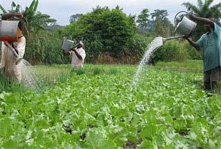 Supplemental Irrigation Provides additional soil