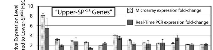 Genes identified in microarrays as upregulated in lower-sp KLS cells (A) and upper-sp KLS