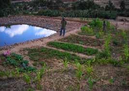 ANNEXES TO CHAPTER 4 19. MICRO-PONDS (MP) MPs are circular or rectangular water harvesting structures to supplement irrigation to high value crops (horticulture, fruit trees, etc.). MPs allow the use of surface runoff from small catchment areas within and between homesteads (e.