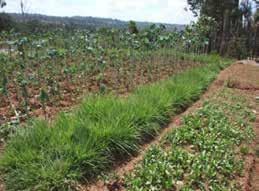 ANNEXES TO CHAPTER 4 24. GRASS STRIPS (GS) Grass strips (GS) are vegetative barriers made out of grasses planted in narrow strips of 0.5 to 1.5 meters width laid out along the contours.